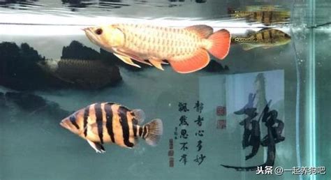 養龍魚禁忌|養龍鬚知：避開三大禁忌，實現輕鬆養龍